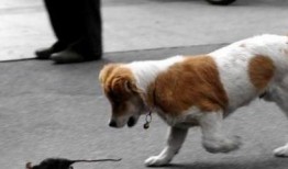 狗抓老鼠新闻爆料视频播放,罕见奇观引发网友热议，视频播放量飙升